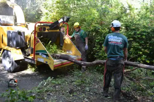 tree services Maize